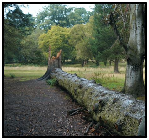 If a Tree Falls