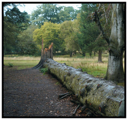 If a Tree Falls