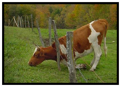 Greener Grass