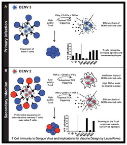 Original Antigenic Sin
