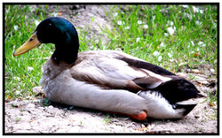 Are Americans Sitting Ducks?