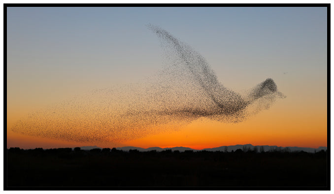 What’s a Murmuration?