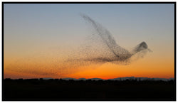 What’s a Murmuration?